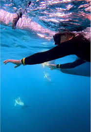 Image result for Swindon Dolphins Swimming Club