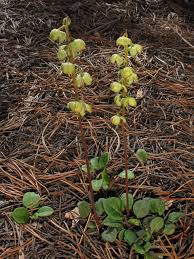Attēlu rezultāti vaicājumam “Pyrola chlorantha”