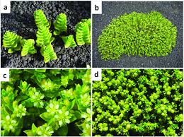 Attēlu rezultāti vaicājumam “Honckenya peploides flower”
