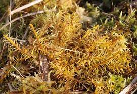 Attēlu rezultāti vaicājumam “Cirriphyllum piliferum sporophyte”