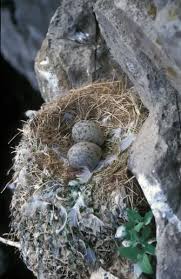 Attēlu rezultāti vaicājumam “Rissa tridactyla nest”