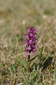 Attēlu rezultāti vaicājumam “Dactylorhiza cruenta”