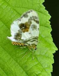 Attēlu rezultāti vaicājumam “Abraxas sylvata imago”