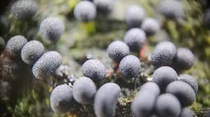 Attēlu rezultāti vaicājumam “Badhamia affinis var. microspora spores”