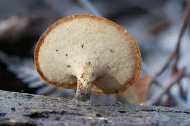 Attēlu rezultāti vaicājumam “Polyporus melanopus”