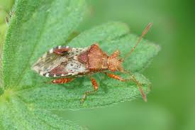 Attēlu rezultāti vaicājumam “Rhopalus maculatus”