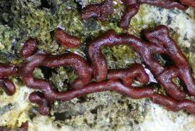 Attēlu rezultāti vaicājumam “Willkommlangea reticulata spores”