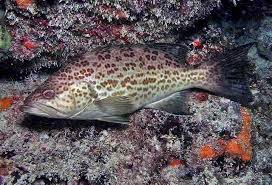 Image result for Mycteroperca phenax