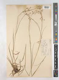 Attēlu rezultāti vaicājumam “Luzula luzuloides”