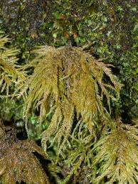 Attēlu rezultāti vaicājumam “Thamnobryum alopecurum”