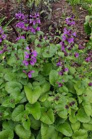 Attēlu rezultāti vaicājumam “Stachys”
