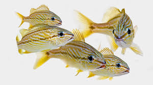 Image result for Haemulon flavolineatum