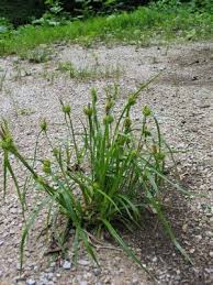 Attēlu rezultāti vaicājumam “Carex dioica”