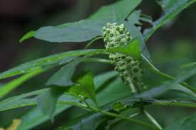 Attēlu rezultāti vaicājumam “Phytolacca acinosa leaf”