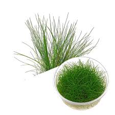 Attēlu rezultāti vaicājumam “Eleocharis acicularis”