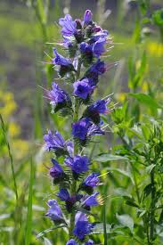 Attēlu rezultāti vaicājumam “Echium vulgare”