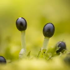 Attēlu rezultāti vaicājumam “Lophocolea minor macro”