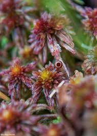 Attēlu rezultāti vaicājumam “Sphagnum quinquefarium”