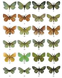 Attēlu rezultāti vaicājumam “Lasiocampidae”