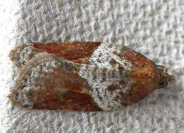 Attēlu rezultāti vaicājumam “Acleris laterana”