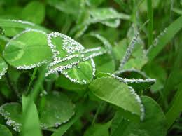 Attēlu rezultāti vaicājumam “Physarum bitectum macro”