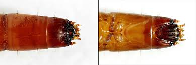 Attēlu rezultāti vaicājumam “Ectinus aterrimus”