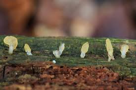 Attēlu rezultāti vaicājumam “Calocera pallidospathulata”