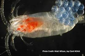 Attēlu rezultāti vaicājumam “Copepoda”