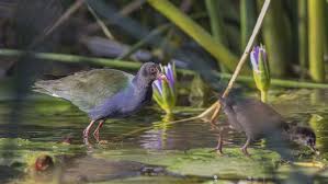 Image result for Porphyrio alleni