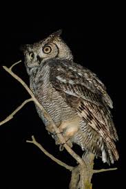 Attēlu rezultāti vaicājumam “Bubo bubo”