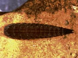 Attēlu rezultāti vaicājumam “Leiodidae larva”