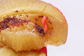 Attēlu rezultāti vaicājumam “Grapholita funebrana”