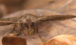 Attēlu rezultāti vaicājumam “Zanclognatha tarsipennalis”