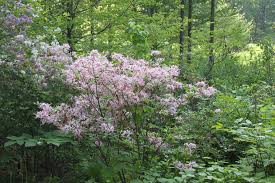 Attēlu rezultāti vaicājumam “Rhododendron periclymenoides flower”
