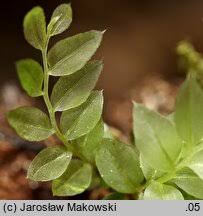 Attēlu rezultāti vaicājumam “Mnium stellare”