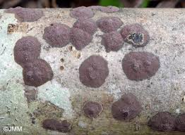 Attēlu rezultāti vaicājumam “Hypoxylon multiforme”