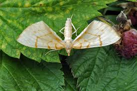 Attēlu rezultāti vaicājumam “Eulithis pyraliata”