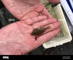 Image result for Parophrys vetulus