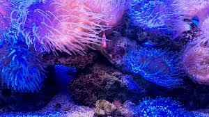 Image result for sea Anemone