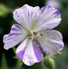 Attēlu rezultāti vaicājumam “Geranium pratense flower”
