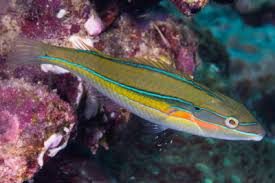 Image result for Symphodus bailloni