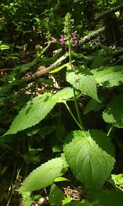 Attēlu rezultāti vaicājumam “Stachys sylvatica”