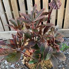 Image result for Rodgersia chocolate wings