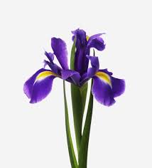 Image result for Iris