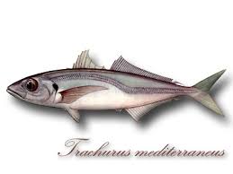 Image result for Trachurus mediterraneus