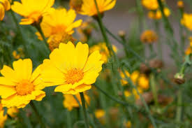 Image result for Chrysanthemum segetum