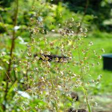 Attēlu rezultāti vaicājumam “Briza media flower”