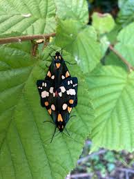 Attēlu rezultāti vaicājumam “Callimorpha dominula imago”