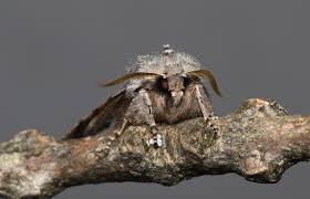 Attēlu rezultāti vaicājumam “Brachionycha nubeculosa”