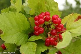 Attēlu rezultāti vaicājumam “Rubus saxatilis fruit”